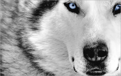Mystic_Wolf_1280x800